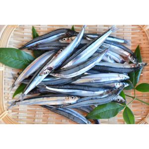 きびなご 生（冷凍）IQF　2kg